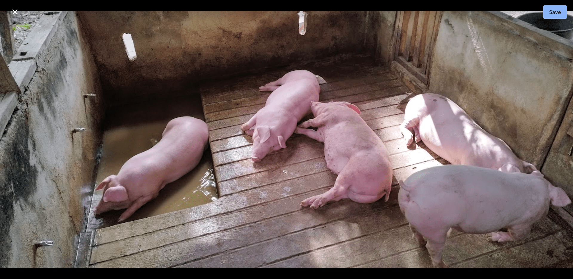 asf control measures in farms