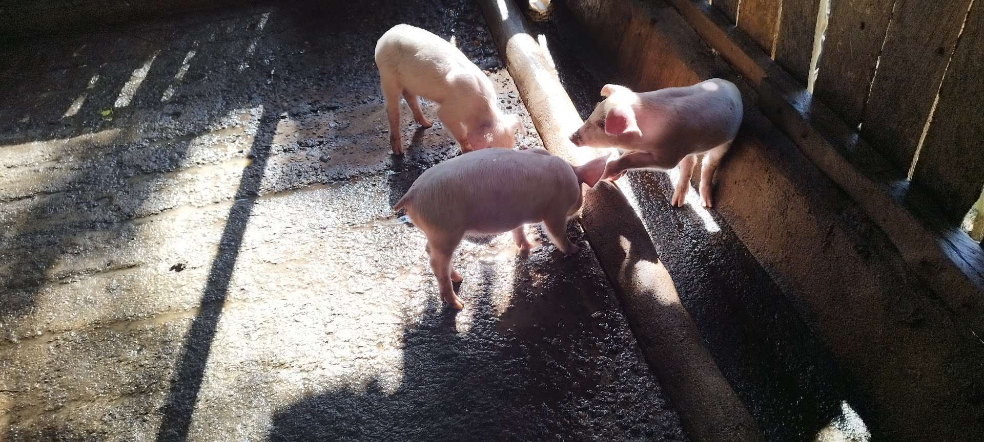 sentinel piglets