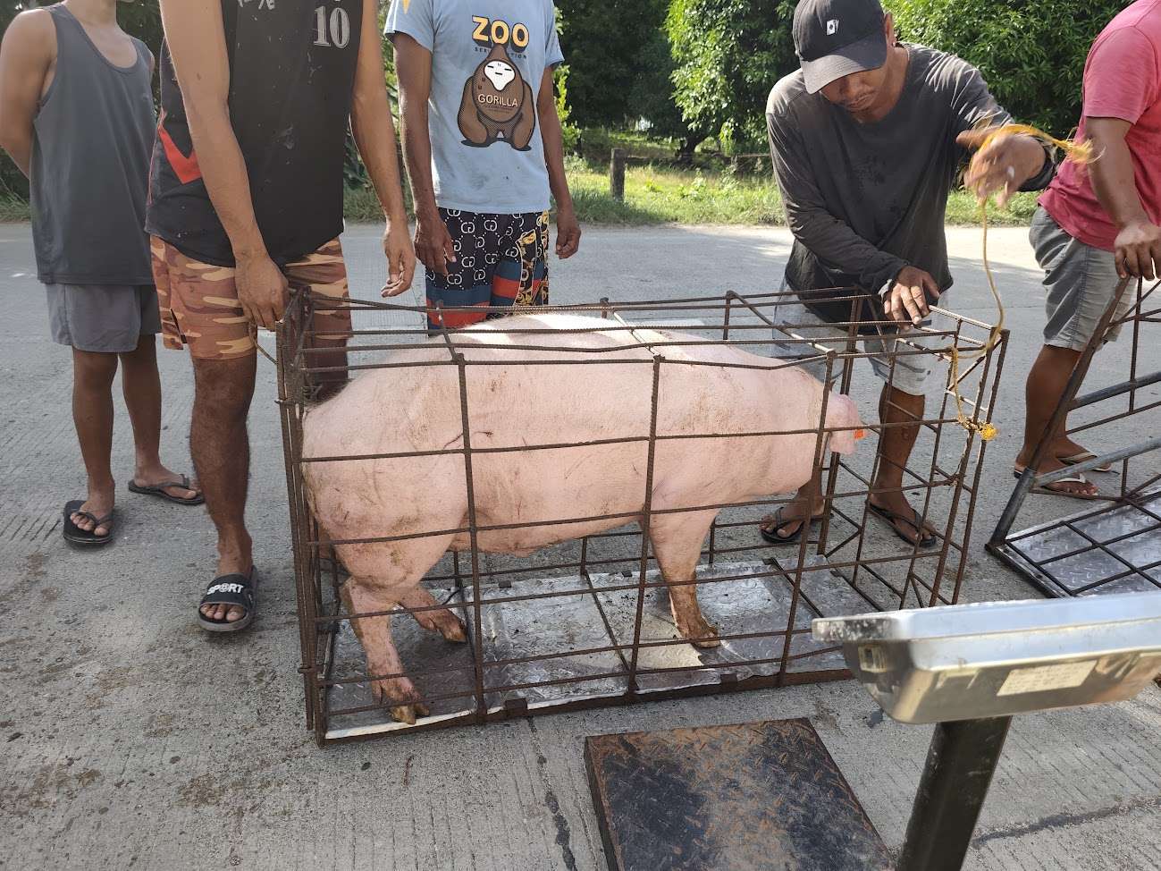 hog harvest